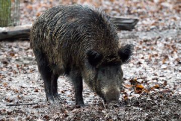 Controllo fauna selvatica specie cinghiale